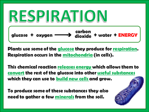 uses-of-glucose-in-plants-teaching-resources