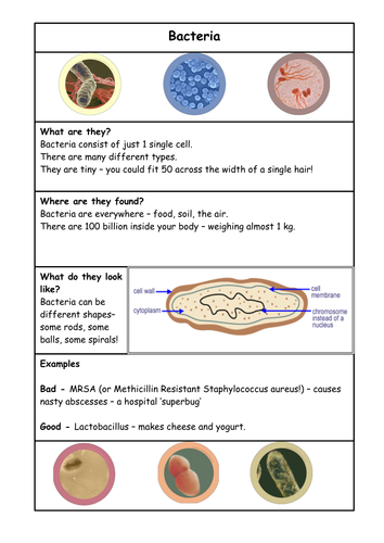 types of microbes essay