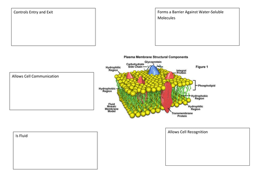 fluid mosaic model note sheet | Teaching Resources