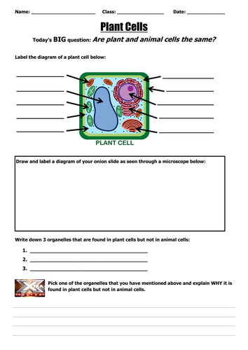 Plant cells ft. making onion cells @ELSS_Biology | Teaching Resources