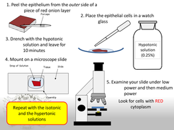 Osmosis in Red Onion Cells | Teaching Resources