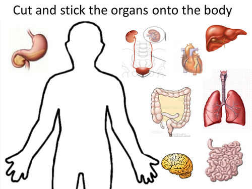 BTEC Level 2, Unit 10 (Living Body) Assignment 2 | Teaching Resources