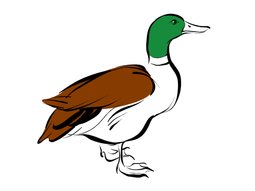 Схема предложения утки громко крякают