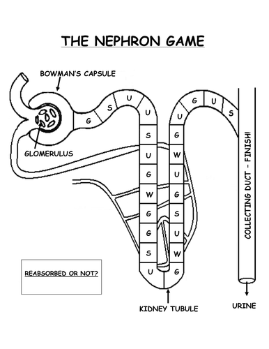 The Nephron Game | Teaching Resources