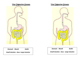 Digestive System Lesson with Worksheet | Teaching Resources