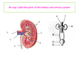 urinary system quiz parts kidney starter