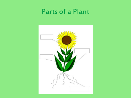 Parts Of A Plant And Their Function Teaching Resources
