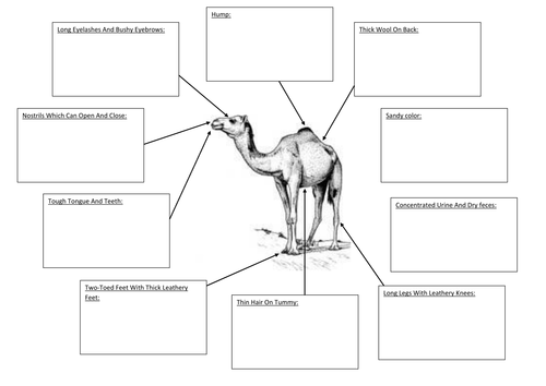 Camels Adaptations | Teaching Resources