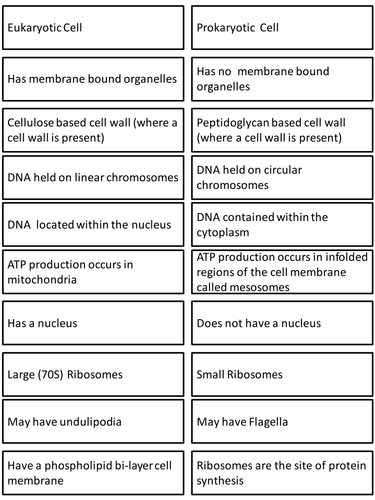 Prokaryotic And Eukaryotic Cells Card Sort Teaching Resources